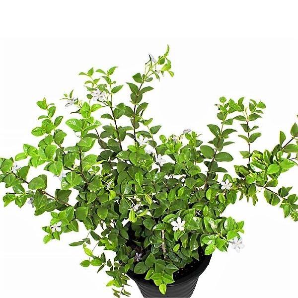Wrightia Milky Way - www.Greenie.ae Buy online Best and Healthy Plants and quality products guarantee in Dubai Plants Shop in Dubai Abu Dhabi all over UAE Plants near me Fresh Plants in Dubai where to buy plants in UAE - Greenie.ae