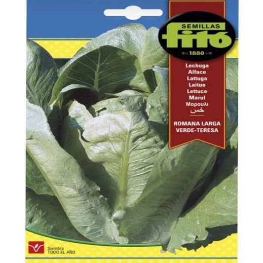 Romana Larga Verde Seeds - www.Greenie.ae Buy online Best and Healthy Plants and quality products guarantee in Dubai Plants Shop in Dubai Abu Dhabi all over UAE Plants near me Fresh Plants in Dubai where to buy plants in UAE - Greenie.ae