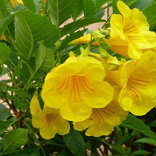 Yellow Bells, Tecoma Stans - www.Greenie.ae Buy online Best and Healthy Plants and quality products guarantee in Dubai Plants Shop in Dubai Abu Dhabi all over UAE Plants near me Fresh Plants in Dubai where to buy plants in UAE - Greenie.ae