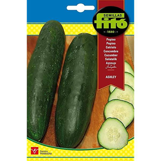 Semillas Cucumber Ashley Seeds - www.Greenie.ae Buy online Best and Healthy Plants and quality products guarantee in Dubai Plants Shop in Dubai Abu Dhabi all over UAE Plants near me Fresh Plants in Dubai where to buy plants in UAE - Greenie.ae