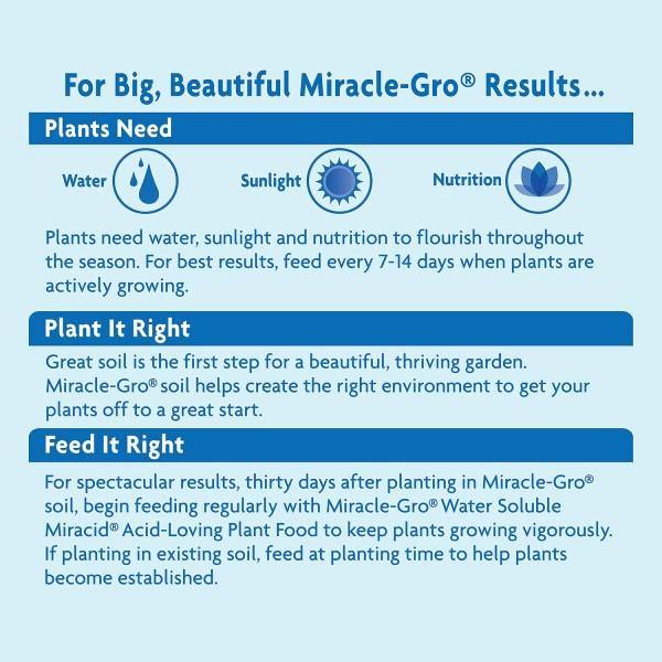 Miracle-Gro Acid-Loving Plant Food - www.Greenie.ae Buy online Best and Healthy Plants and quality products guarantee in Dubai Plants Shop in Dubai Abu Dhabi all over UAE Plants near me Fresh Plants in Dubai where to buy plants in UAE - Greenie.ae