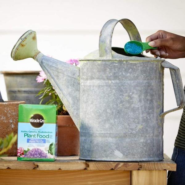 Miracle-Gro Acid-Loving Plant Food - www.Greenie.ae Buy online Best and Healthy Plants and quality products guarantee in Dubai Plants Shop in Dubai Abu Dhabi all over UAE Plants near me Fresh Plants in Dubai where to buy plants in UAE - Greenie.ae