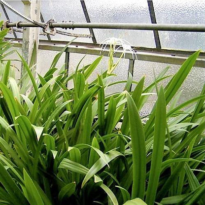 Spider Lily, Hymenocallis Littoralis, Lilly - www.Greenie.ae Buy online Best and Healthy Plants and quality products guarantee in Dubai Plants Shop in Dubai Abu Dhabi all over UAE Plants near me Fresh Plants in Dubai where to buy plants in UAE - Greenie.ae