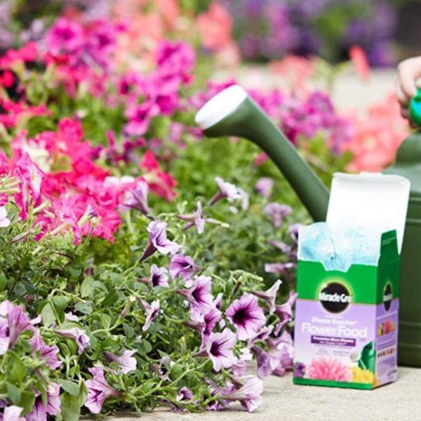 Miracle-Gro Water Soluble Bloom Booster Flower Food - www.Greenie.ae Buy online Best and Healthy Plants and quality products guarantee in Dubai Plants Shop in Dubai Abu Dhabi all over UAE Plants near me Fresh Plants in Dubai where to buy plants in UAE - Greenie.ae