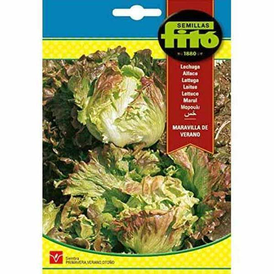 Lettuce Summer Marvel Seeds - www.Greenie.ae Buy online Best and Healthy Plants and quality products guarantee in Dubai Plants Shop in Dubai Abu Dhabi all over UAE Plants near me Fresh Plants in Dubai where to buy plants in UAE - Greenie.ae