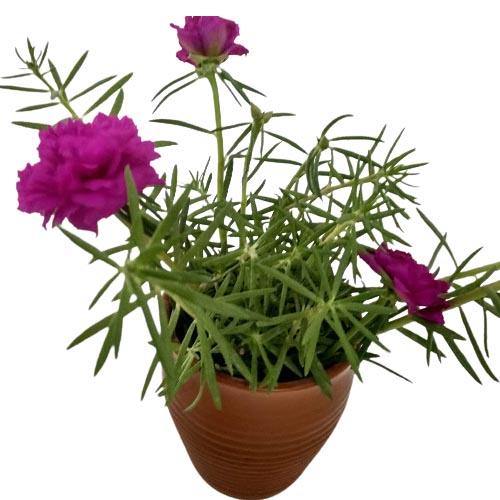 Rose Moss, Portulaca Grandiflora - www.Greenie.ae Buy online Best and Healthy Plants and quality products guarantee in Dubai Plants Shop in Dubai Abu Dhabi all over UAE Plants near me Fresh Plants in Dubai where to buy plants in UAE - Greenie.ae