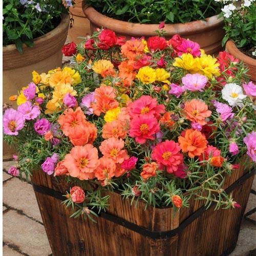 Rose Moss, Portulaca Grandiflora - www.Greenie.ae Buy online Best and Healthy Plants and quality products guarantee in Dubai Plants Shop in Dubai Abu Dhabi all over UAE Plants near me Fresh Plants in Dubai where to buy plants in UAE - Greenie.ae