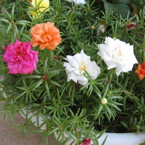 Rose Moss, Portulaca Grandiflora - www.Greenie.ae Buy online Best and Healthy Plants and quality products guarantee in Dubai Plants Shop in Dubai Abu Dhabi all over UAE Plants near me Fresh Plants in Dubai where to buy plants in UAE - Greenie.ae