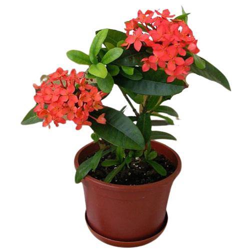 Ixora chinensis, Red, Pink - www.Greenie.ae Buy online Best and Healthy Plants and quality products guarantee in Dubai Plants Shop in Dubai Abu Dhabi all over UAE Plants near me Fresh Plants in Dubai where to buy plants in UAE - Greenie.ae