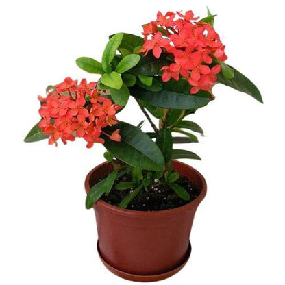 Ixora chinensis, Red, Pink - www.Greenie.ae Buy online Best and Healthy Plants and quality products guarantee in Dubai Plants Shop in Dubai Abu Dhabi all over UAE Plants near me Fresh Plants in Dubai where to buy plants in UAE - Greenie.ae