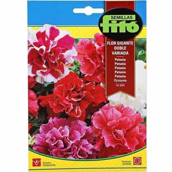 Multiflora Hybrid Double Mixed Seeds - www.Greenie.ae Buy online Best and Healthy Plants and quality products guarantee in Dubai Plants Shop in Dubai Abu Dhabi all over UAE Plants near me Fresh Plants in Dubai where to buy plants in UAE - Greenie.ae