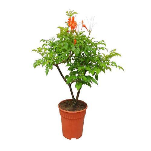 Tecomaria Capensis, Cape Honeysuckle, Red, Orange and Yellow - www.Greenie.ae Buy online Best and Healthy Plants and quality products guarantee in Dubai Plants Shop in Dubai Abu Dhabi all over UAE Plants near me Fresh Plants in Dubai where to buy plants in UAE - Greenie.ae