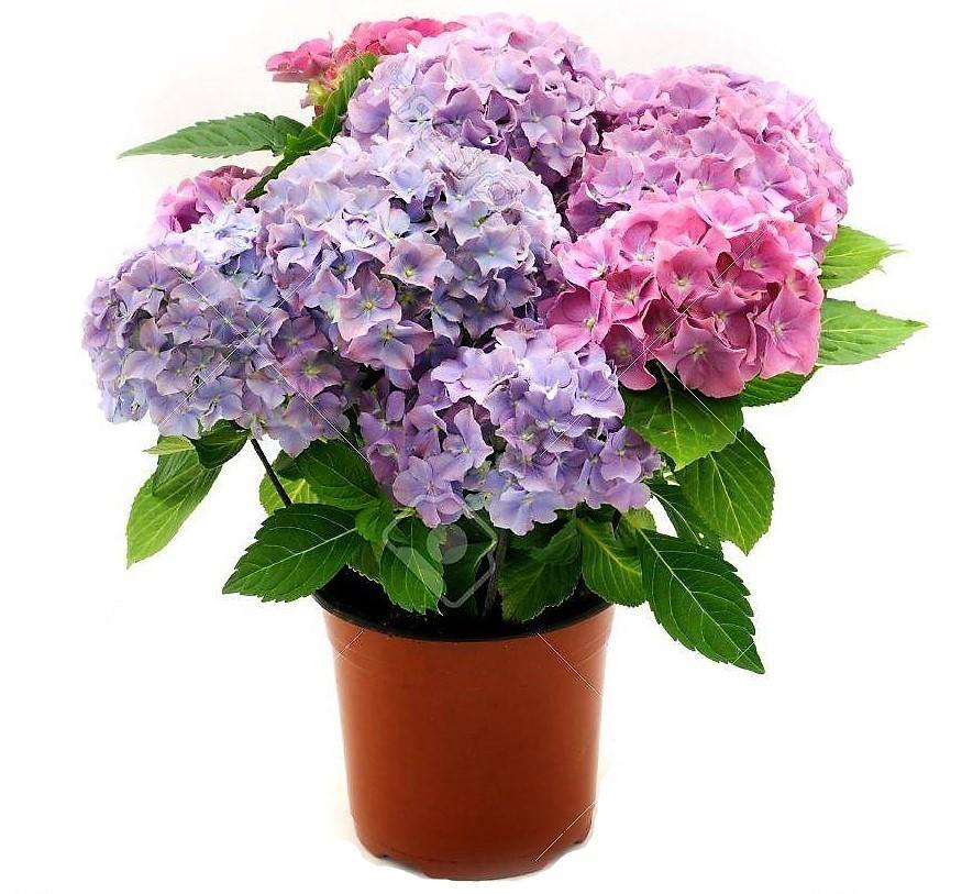 Hydrangea Mix - www.Greenie.ae Buy online Best and Healthy Plants and quality products guarantee in Dubai Plants Shop in Dubai Abu Dhabi all over UAE Plants near me Fresh Plants in Dubai where to buy plants in UAE - Greenie.ae