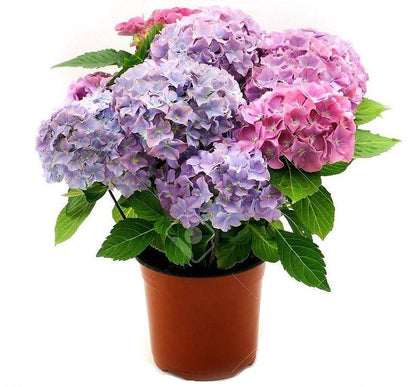 Hydrangea Mix - www.Greenie.ae Buy online Best and Healthy Plants and quality products guarantee in Dubai Plants Shop in Dubai Abu Dhabi all over UAE Plants near me Fresh Plants in Dubai where to buy plants in UAE - Greenie.ae