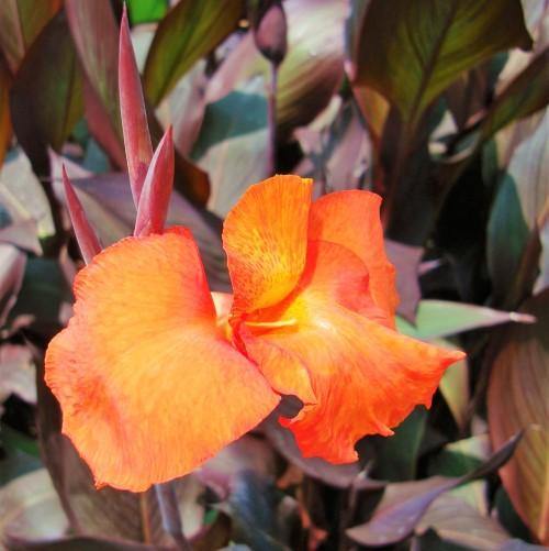 Canna Indica, Purpurea - www.Greenie.ae Buy online Best and Healthy Plants and quality products guarantee in Dubai Plants Shop in Dubai Abu Dhabi all over UAE Plants near me Fresh Plants in Dubai where to buy plants in UAE - Greenie.ae
