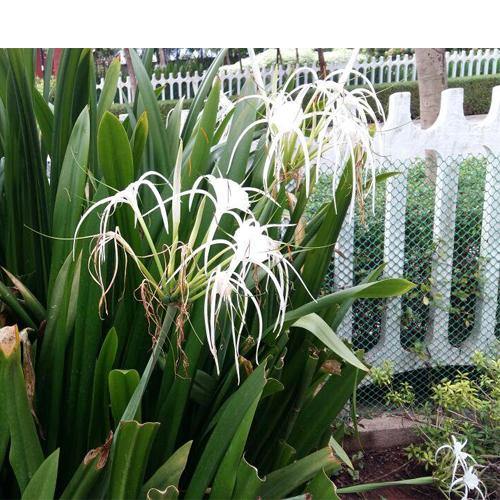 Spider Lily, Hymenocallis Littoralis, Lilly - www.Greenie.ae Buy online Best and Healthy Plants and quality products guarantee in Dubai Plants Shop in Dubai Abu Dhabi all over UAE Plants near me Fresh Plants in Dubai where to buy plants in UAE - Greenie.ae