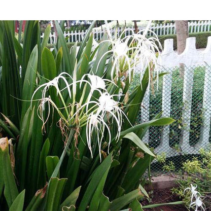 Spider Lily, Hymenocallis Littoralis, Lilly - www.Greenie.ae Buy online Best and Healthy Plants and quality products guarantee in Dubai Plants Shop in Dubai Abu Dhabi all over UAE Plants near me Fresh Plants in Dubai where to buy plants in UAE - Greenie.ae