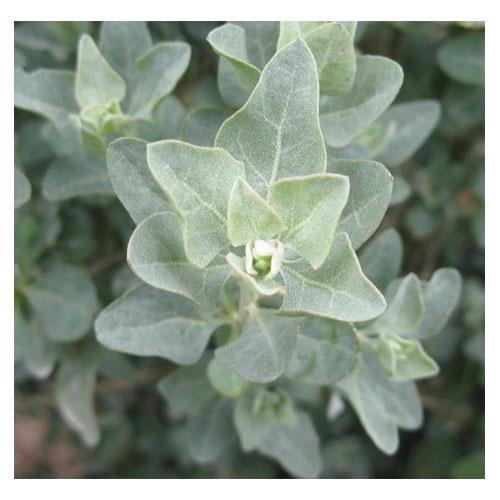 Atriplex halimus, Salt Bush - www.Greenie.ae Buy online Best and Healthy Plants and quality products guarantee in Dubai Plants Shop in Dubai Abu Dhabi all over UAE Plants near me Fresh Plants in Dubai where to buy plants in UAE - Greenie.ae