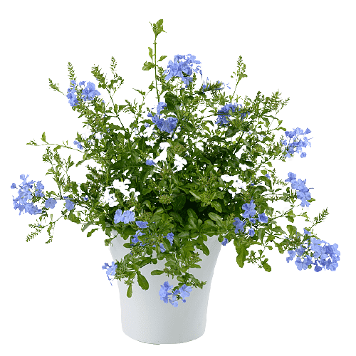 Plumbago Capensis, The Blue Plumbago - www.Greenie.ae Buy online Best and Healthy Plants and quality products guarantee in Dubai Plants Shop in Dubai Abu Dhabi all over UAE Plants near me Fresh Plants in Dubai where to buy plants in UAE - Greenie.ae