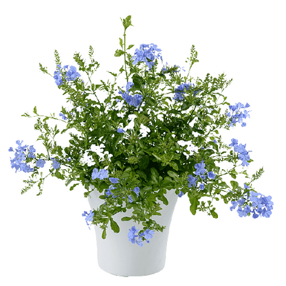 Plumbago Capensis, The Blue Plumbago - www.Greenie.ae Buy online Best and Healthy Plants and quality products guarantee in Dubai Plants Shop in Dubai Abu Dhabi all over UAE Plants near me Fresh Plants in Dubai where to buy plants in UAE - Greenie.ae