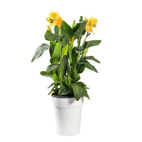 Canna indica, Canna Green - www.Greenie.ae Buy online Best and Healthy Plants and quality products guarantee in Dubai Plants Shop in Dubai Abu Dhabi all over UAE Plants near me Fresh Plants in Dubai where to buy plants in UAE - Greenie.ae