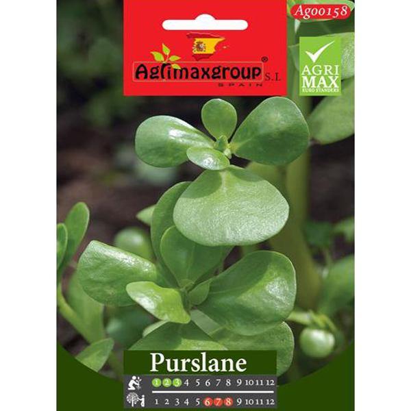 Purslane Seeds - www.Greenie.ae Buy online Best and Healthy Plants and quality products guarantee in Dubai Plants Shop in Dubai Abu Dhabi all over UAE Plants near me Fresh Plants in Dubai where to buy plants in UAE - Greenie.ae