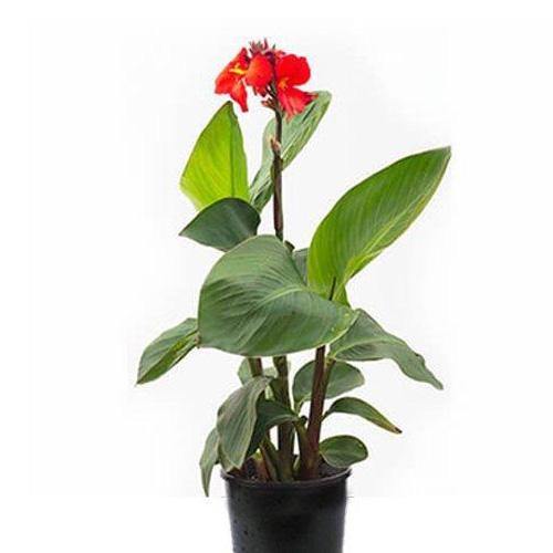 Canna Indica, Purpurea - www.Greenie.ae Buy online Best and Healthy Plants and quality products guarantee in Dubai Plants Shop in Dubai Abu Dhabi all over UAE Plants near me Fresh Plants in Dubai where to buy plants in UAE - Greenie.ae