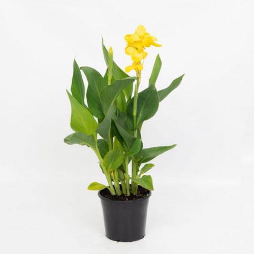 Canna indica, Canna Green - www.Greenie.ae Buy online Best and Healthy Plants and quality products guarantee in Dubai Plants Shop in Dubai Abu Dhabi all over UAE Plants near me Fresh Plants in Dubai where to buy plants in UAE - Greenie.ae