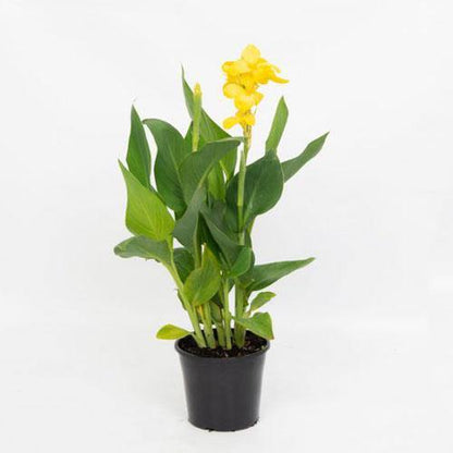 Canna indica, Canna Green - www.Greenie.ae Buy online Best and Healthy Plants and quality products guarantee in Dubai Plants Shop in Dubai Abu Dhabi all over UAE Plants near me Fresh Plants in Dubai where to buy plants in UAE - Greenie.ae