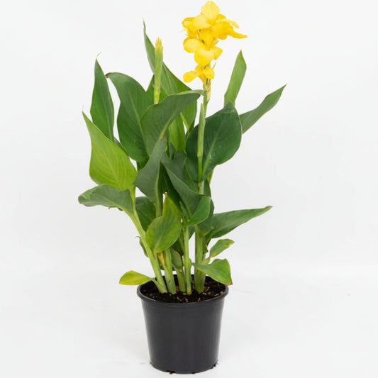 Canna indica, Canna Green - www.Greenie.ae Buy online Best and Healthy Plants and quality products guarantee in Dubai Plants Shop in Dubai Abu Dhabi all over UAE Plants near me Fresh Plants in Dubai where to buy plants in UAE - Greenie.ae