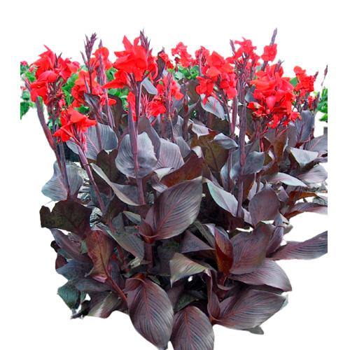 Canna Indica, Purpurea - www.Greenie.ae Buy online Best and Healthy Plants and quality products guarantee in Dubai Plants Shop in Dubai Abu Dhabi all over UAE Plants near me Fresh Plants in Dubai where to buy plants in UAE - Greenie.ae