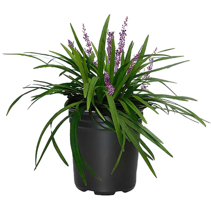 Liriope Muscari, Lilyturf - www.Greenie.ae Buy online Best and Healthy Plants and quality products guarantee in Dubai Plants Shop in Dubai Abu Dhabi all over UAE Plants near me Fresh Plants in Dubai where to buy plants in UAE - Greenie.ae