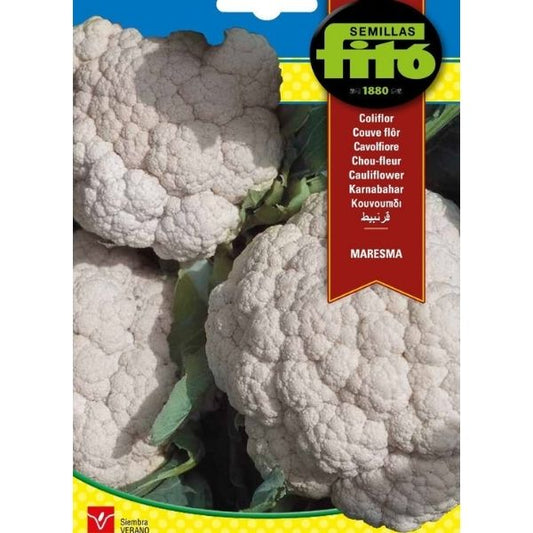 Cauliflower Maresma Seeds - www.Greenie.ae Buy online Best and Healthy Plants and quality products guarantee in Dubai Plants Shop in Dubai Abu Dhabi all over UAE Plants near me Fresh Plants in Dubai where to buy plants in UAE - Greenie.ae