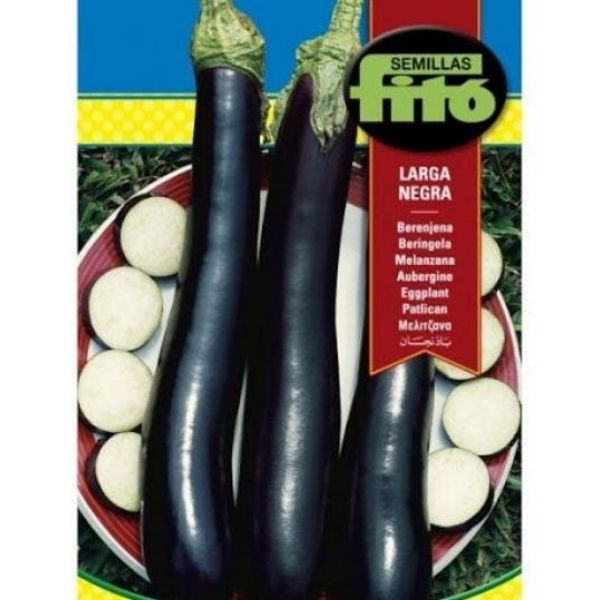 Eggplant Larga Negra Seeds - www.Greenie.ae Buy online Best and Healthy Plants and quality products guarantee in Dubai Plants Shop in Dubai Abu Dhabi all over UAE Plants near me Fresh Plants in Dubai where to buy plants in UAE - Greenie.ae