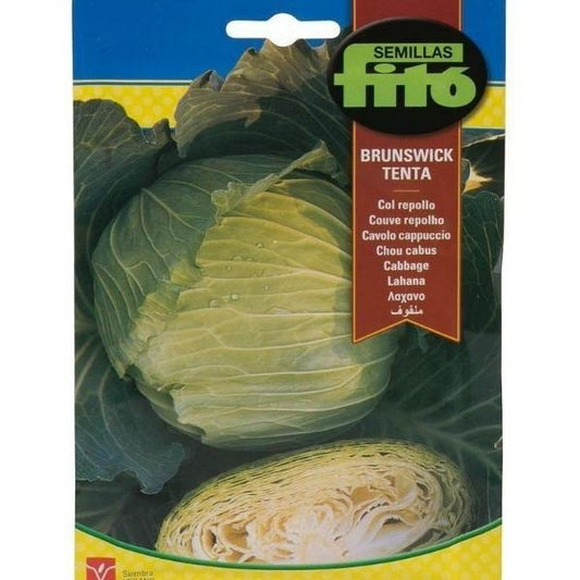 Col Repollo Brunswick Tenta Seeds - www.Greenie.ae Buy online Best and Healthy Plants and quality products guarantee in Dubai Plants Shop in Dubai Abu Dhabi all over UAE Plants near me Fresh Plants in Dubai where to buy plants in UAE - Greenie.ae