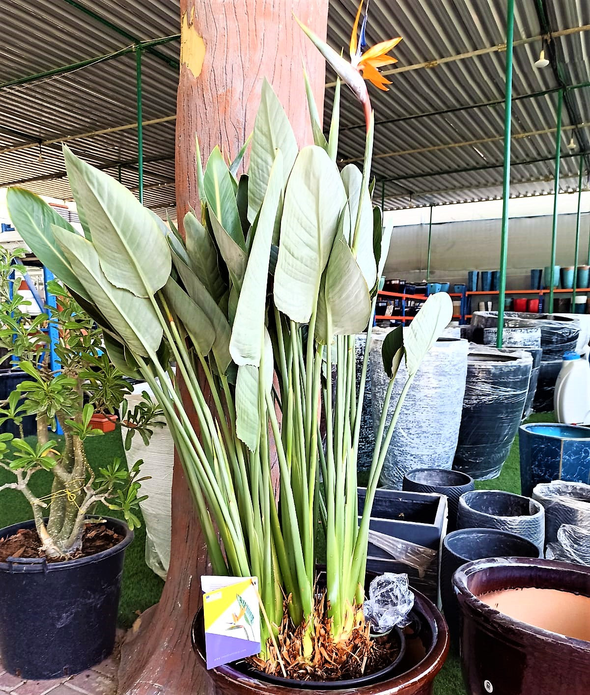 Bird of Paradise, Strelitzia Reginae, outdoor - www.Greenie.ae Buy online Best and Healthy Plants and quality products guarantee in Dubai Plants Shop in Dubai Abu Dhabi all over UAE Plants near me Fresh Plants in Dubai where to buy plants in UAE - Greenie.ae