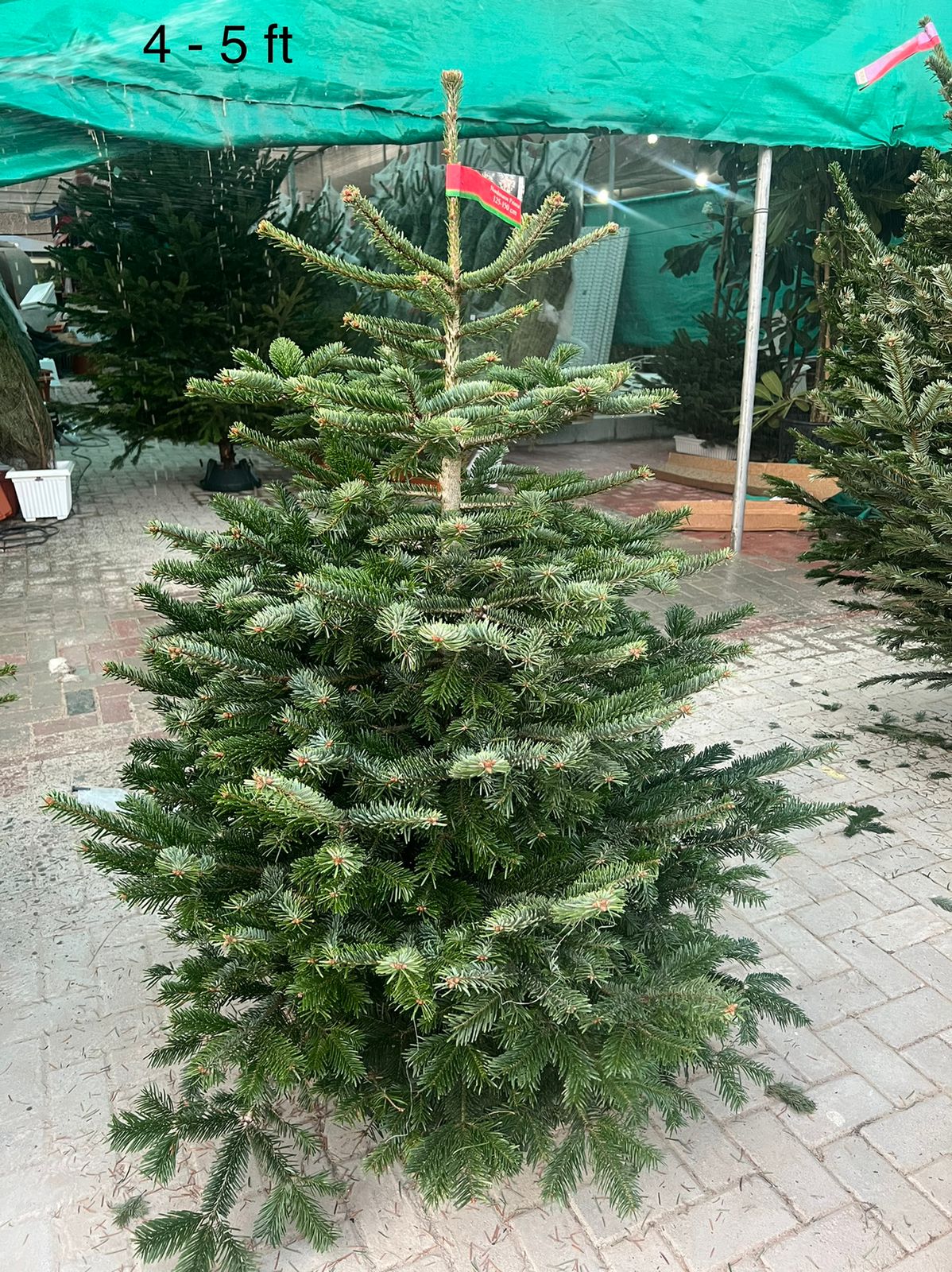 Real Christmas tree, Nordmann fir, Caucasian fir - www.Greenie.ae Buy online Best and Healthy Plants and quality products guarantee in Dubai Plants Shop in Dubai Abu Dhabi all over UAE Plants near me Fresh Plants in Dubai where to buy plants in UAE - Greenie.ae