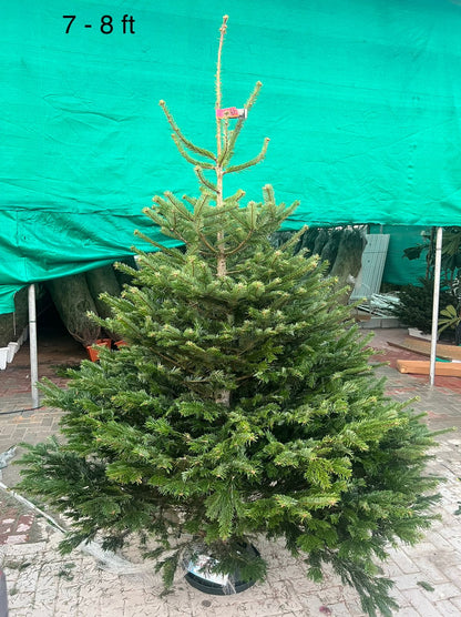Real Christmas tree, Nordmann fir, Caucasian fir - www.Greenie.ae Buy online Best and Healthy Plants and quality products guarantee in Dubai Plants Shop in Dubai Abu Dhabi all over UAE Plants near me Fresh Plants in Dubai where to buy plants in UAE - Greenie.ae