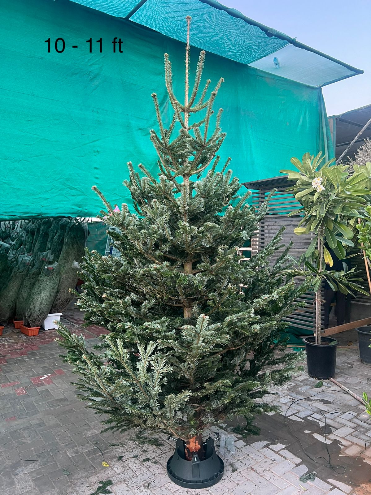 Real Christmas tree, Nordmann fir, Caucasian fir - www.Greenie.ae Buy online Best and Healthy Plants and quality products guarantee in Dubai Plants Shop in Dubai Abu Dhabi all over UAE Plants near me Fresh Plants in Dubai where to buy plants in UAE - Greenie.ae