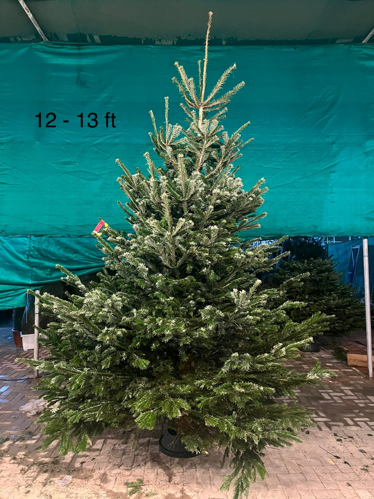 Real Christmas tree, Nordmann fir, Caucasian fir - www.Greenie.ae Buy online Best and Healthy Plants and quality products guarantee in Dubai Plants Shop in Dubai Abu Dhabi all over UAE Plants near me Fresh Plants in Dubai where to buy plants in UAE - Greenie.ae