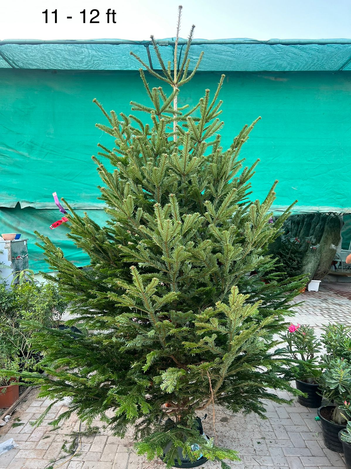 Real Christmas tree, Nordmann fir, Caucasian fir - www.Greenie.ae Buy online Best and Healthy Plants and quality products guarantee in Dubai Plants Shop in Dubai Abu Dhabi all over UAE Plants near me Fresh Plants in Dubai where to buy plants in UAE - Greenie.ae