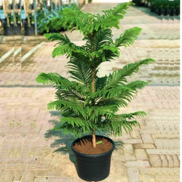 Araucaria heterophylla, Norfolk Island Pine Outdoor - www.Greenie.ae Buy online Best and Healthy Plants and quality products guarantee in Dubai Plants Shop in Dubai Abu Dhabi all over UAE Plants near me Fresh Plants in Dubai where to buy plants in UAE - Greenie.ae