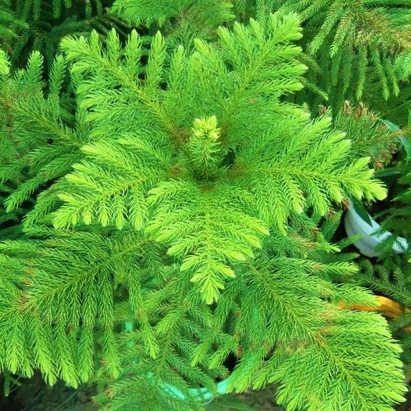 Araucaria heterophylla, Norfolk Island Pine Outdoor - www.Greenie.ae Buy online Best and Healthy Plants and quality products guarantee in Dubai Plants Shop in Dubai Abu Dhabi all over UAE Plants near me Fresh Plants in Dubai where to buy plants in UAE - Greenie.ae