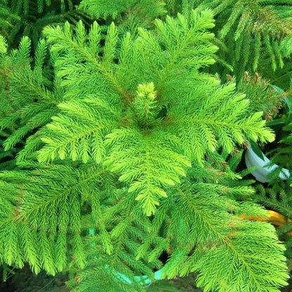 Araucaria heterophylla, Norfolk Island Pine Outdoor - www.Greenie.ae Buy online Best and Healthy Plants and quality products guarantee in Dubai Plants Shop in Dubai Abu Dhabi all over UAE Plants near me Fresh Plants in Dubai where to buy plants in UAE - Greenie.ae