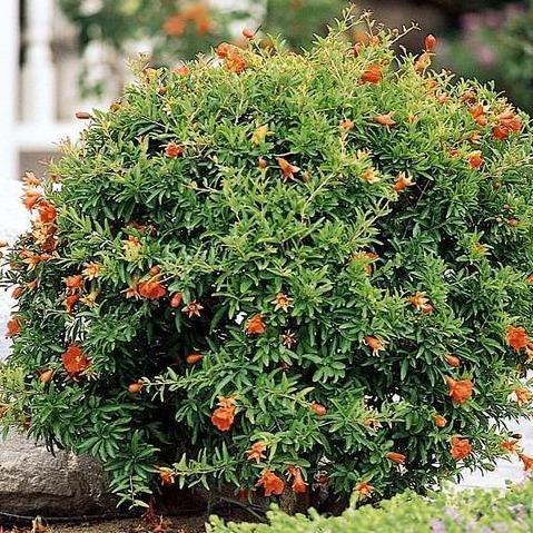 Pomegranate Tree, Punica Granatum - www.Greenie.ae Buy online Best and Healthy Plants and quality products guarantee in Dubai Plants Shop in Dubai Abu Dhabi all over UAE Plants near me Fresh Plants in Dubai where to buy plants in UAE - Greenie.ae