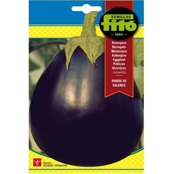 Eggplant Redonda Negra Lisa Seeds - www.Greenie.ae Buy online Best and Healthy Plants and quality products guarantee in Dubai Plants Shop in Dubai Abu Dhabi all over UAE Plants near me Fresh Plants in Dubai where to buy plants in UAE - Greenie.ae