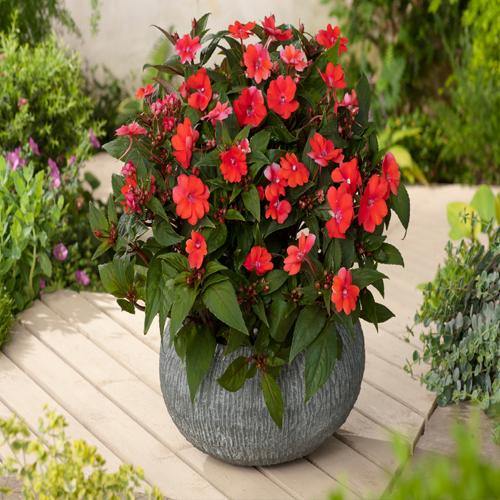 Impetiens, Touch-me-not - www.Greenie.ae Buy online Best and Healthy Plants and quality products guarantee in Dubai Plants Shop in Dubai Abu Dhabi all over UAE Plants near me Fresh Plants in Dubai where to buy plants in UAE - Greenie.ae