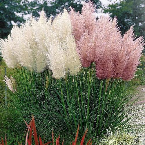 Cortaderia Selloana, Pampas Grass - www.Greenie.ae Buy online Best and Healthy Plants and quality products guarantee in Dubai Plants Shop in Dubai Abu Dhabi all over UAE Plants near me Fresh Plants in Dubai where to buy plants in UAE - Greenie.ae