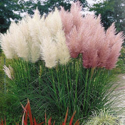 Cortaderia Selloana, Pampas Grass - www.Greenie.ae Buy online Best and Healthy Plants and quality products guarantee in Dubai Plants Shop in Dubai Abu Dhabi all over UAE Plants near me Fresh Plants in Dubai where to buy plants in UAE - Greenie.ae