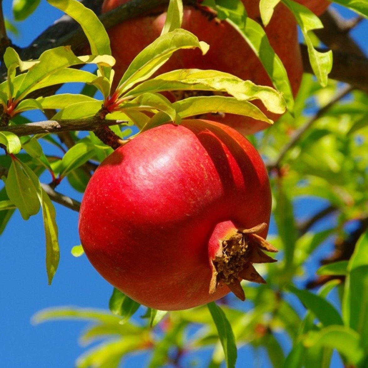 Pomegranate Tree, Punica Granatum - www.Greenie.ae Buy online Best and Healthy Plants and quality products guarantee in Dubai Plants Shop in Dubai Abu Dhabi all over UAE Plants near me Fresh Plants in Dubai where to buy plants in UAE - Greenie.ae